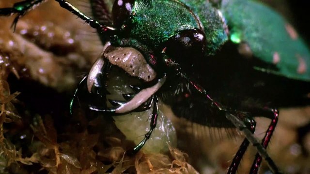 Into the Universe With Stephen Hawking - Aliens