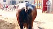 4 भैंस बिकाऊ सिरसा हरियाणा के पास/4 buffaloes for sale near sirsa haryana