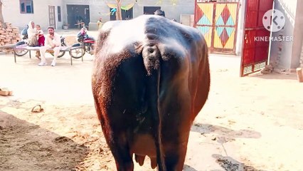 4 भैंस बिकाऊ सिरसा हरियाणा के पास/4 buffaloes for sale near sirsa haryana