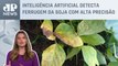Kellen Severo: Inteligência artificial detecta plantas doentes