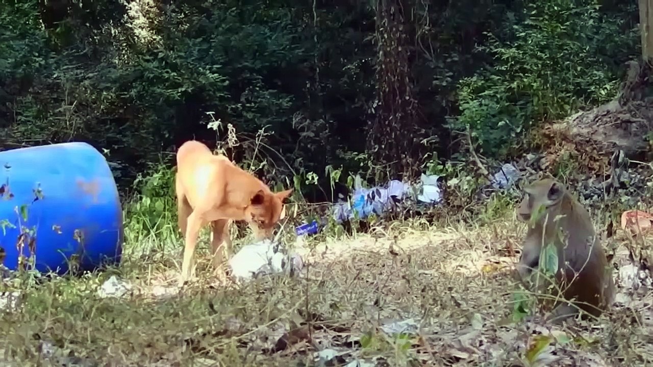 インドで乱闘！怒ったサルが村に引きずり込まれ、250頭以上の犬が殺された