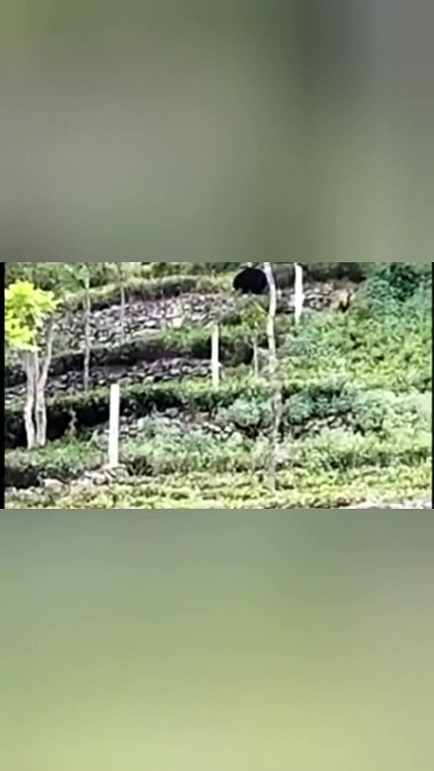 Watch : கோத்தகிரியில் பள்ளி அருகே உலா வந்த கரடியால் பரபரப்பு! 