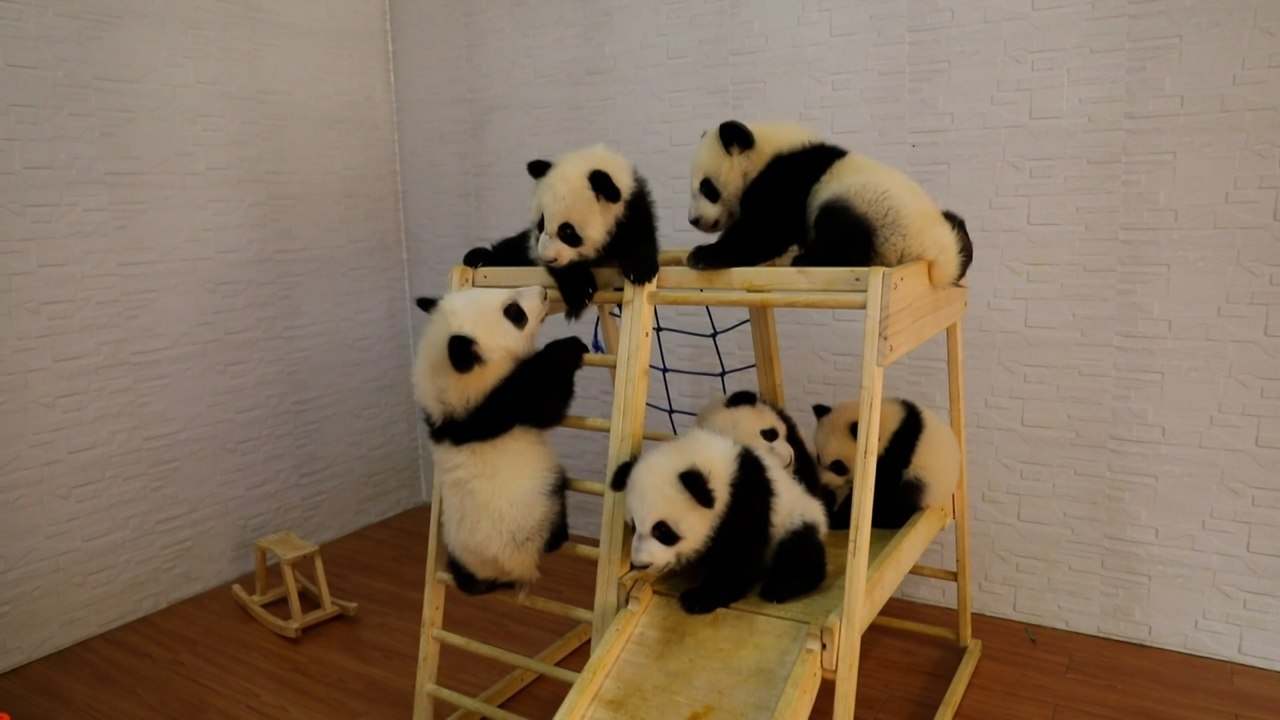 Adorable baby Pandas