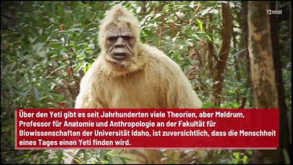 Experte: Endgültige Beweise für die Existenz des Yeti?