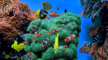 Clownfish in Underwater 4K HDR10+ Dolby Vision