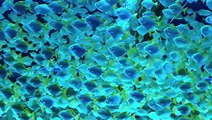 fish underwater 4k HDR Dolby vision