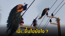 เอ๊ะ..ชวนสงสัย นกยูงบินได้เหรอ ทำไมขึ้นไปอยู่บนเสาไฟฟ้าได้