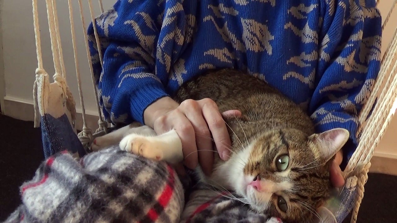 Cat Sleeps on My Lap
