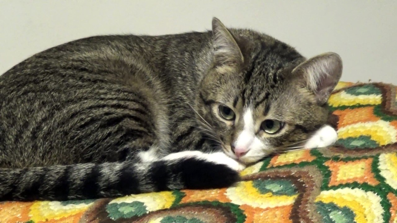 Cute cat Has Large Pupils