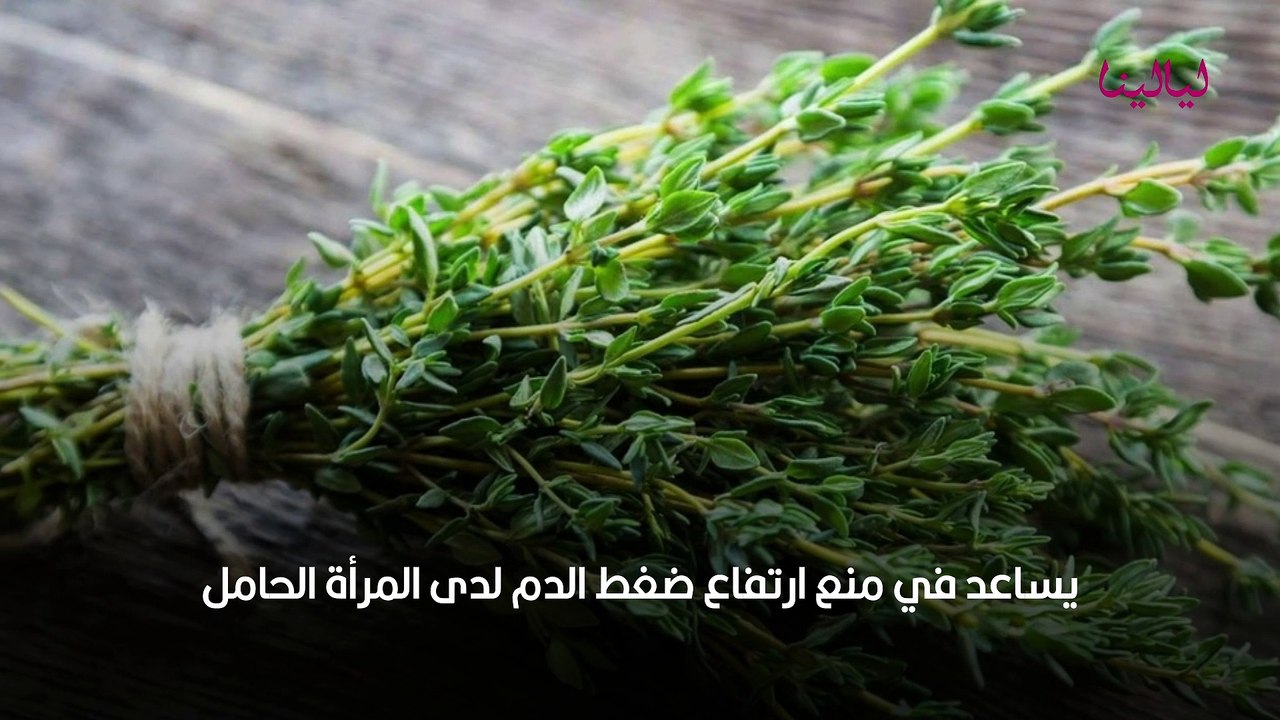 الزعتر للحامل