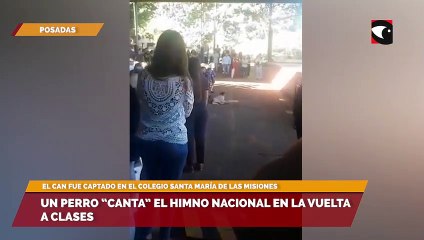 Un perro “canta” el himno Nacional en la vuelta a clases en una escuela posadeña
