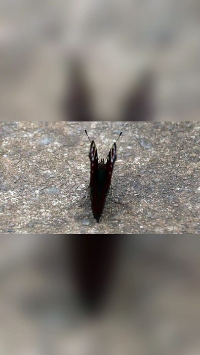IL RESTE MON PAPILLON PRÉFÉRÉ