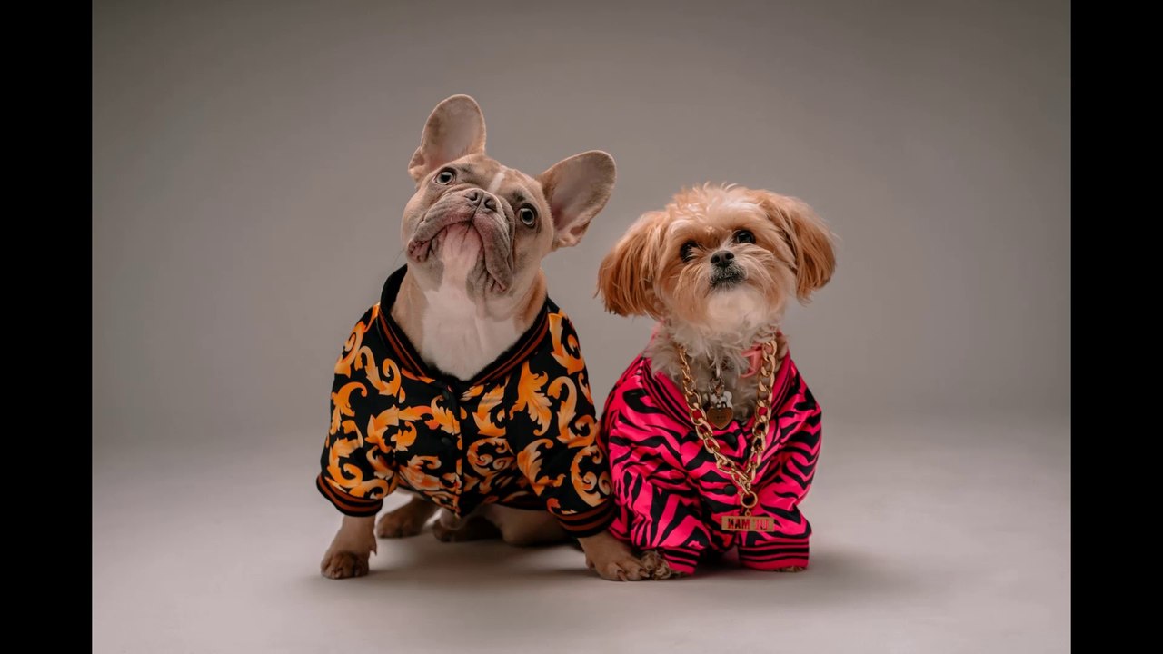 advantages and disadvantages of dressing up your pets