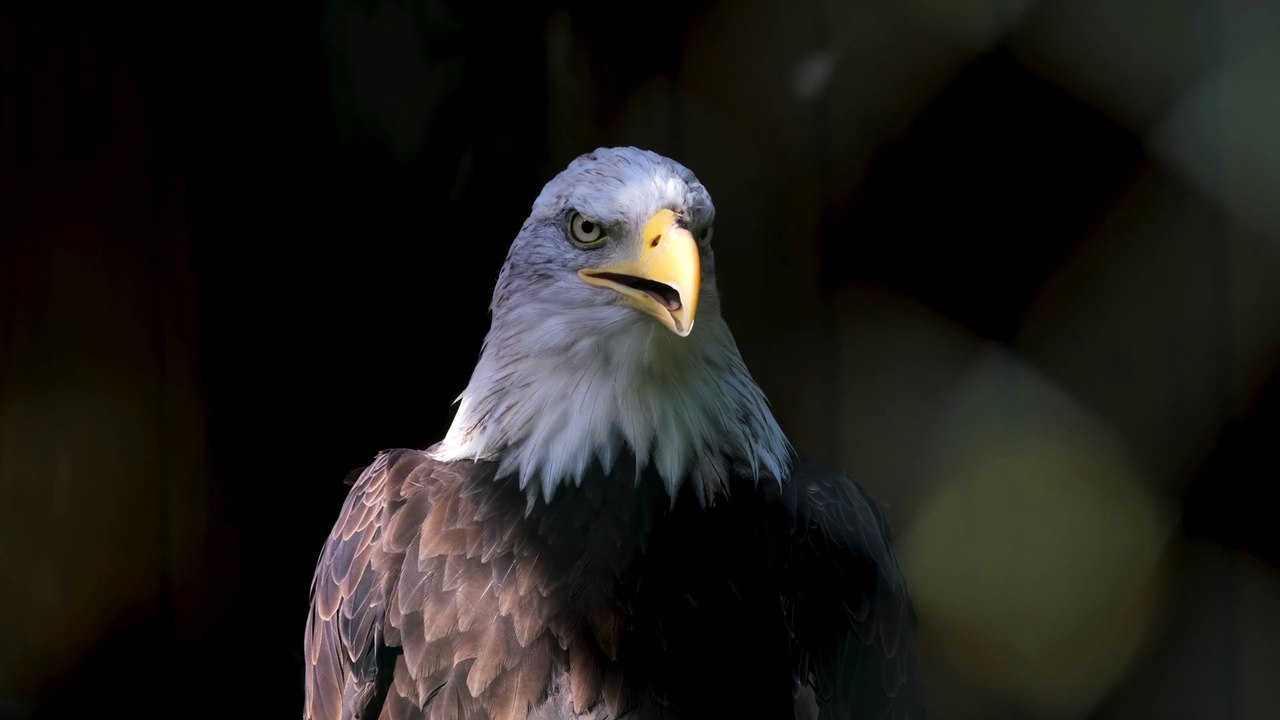 eagle video 4k HDR