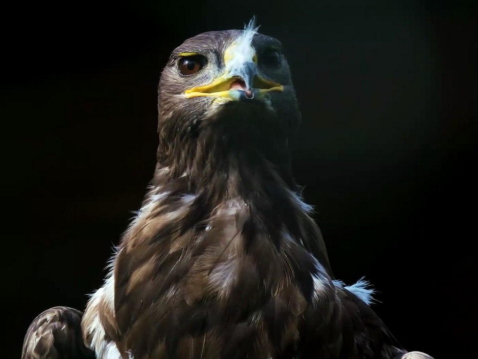 eagle video 4k 30FPS