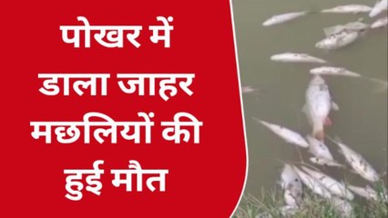 पश्चिमी चंपारण: असामाजिक तत्वों ने पोखरा में डाला जहर, करीब 3 लाख की मछलियां मरी