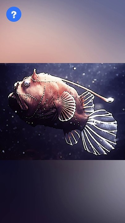 Angler Fish facts in தமிழ் | know This #shorts