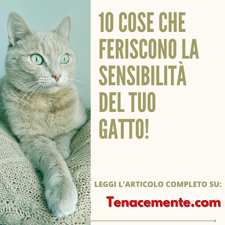 10 cose che stressano terribilmente il tuo gatto!
