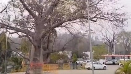 सागर: कल्पवृक्ष जिनके नीचे बैठने से हर मनोकामना होती पूरी,जाने महिमा