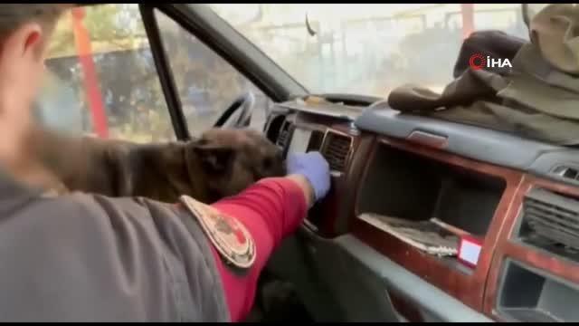 Batman'da narkotik köpeklerinden uyuşturucu tacirlerine darbe