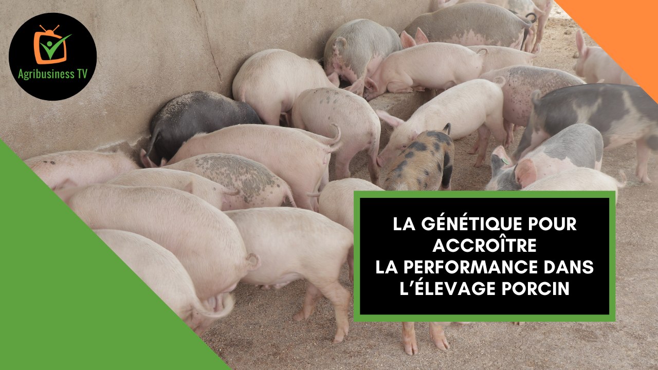 Burkina Faso : La génétique pour accroître la performance dans l’élevage porcin