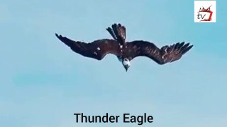 Eagle attack style