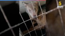 Avellino, lupo ferito alle zampe salvato dai tecnici dell'Anas Campania
