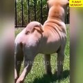 Funny Animals Top 50 Viral Videos Funny Dogs Cats Pets And Animals Viral Videos_