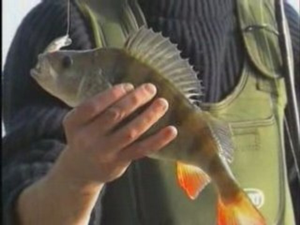 Carnassiers d'eau douce