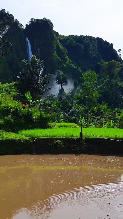 Nature of the IND