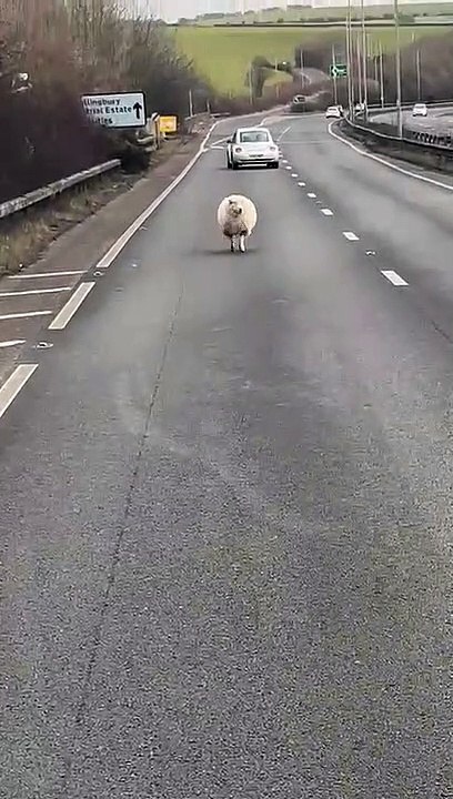 Sheep on road