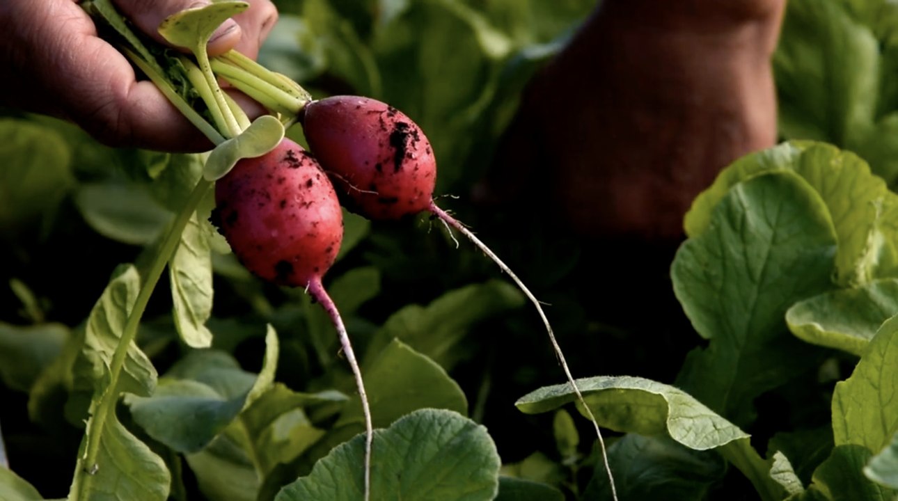 Eating More Purple Fruits and Veggies Might Reduce Risk for Diabetes, According to New Research