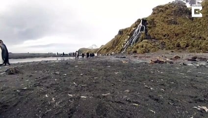 Ce pingouin déteste les GoPro