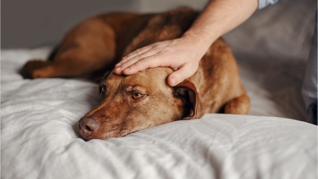 Heartbreak over an abandoned dog left behind to eat plastic and ‘crawl with maggots’