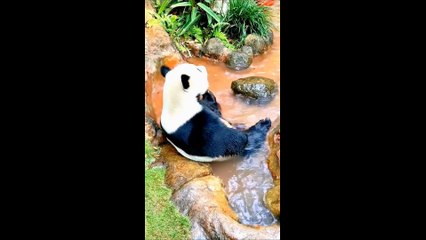 Funny cute panda - funny animals