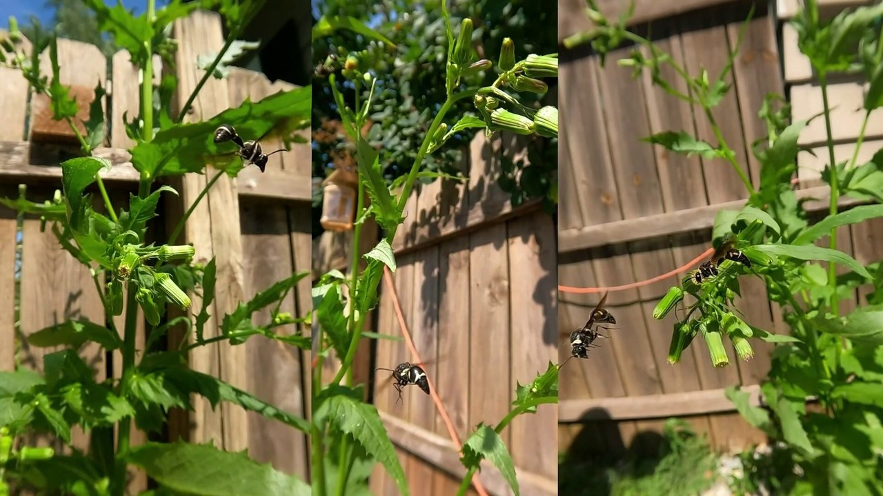 Triple-Threat Wasp Super-Slow Motion