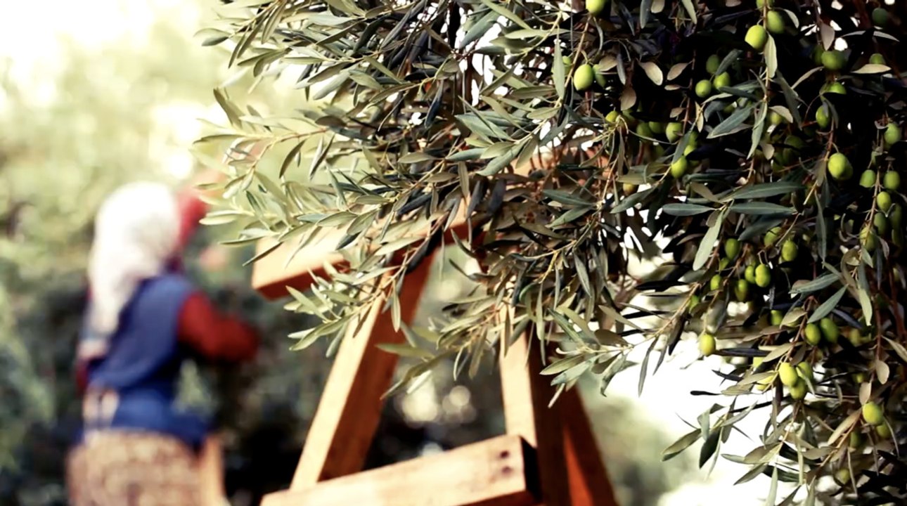 Why Olive Oil Is Likely to Get a Lot More Expensive