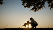Lost Texas Dog Walks 10 Miles To Former Shelter  Rings Doorbell