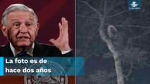 Es fake la foto de un supuesto aluxe compartida por AMLO: Twitter