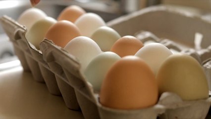 Brown Eggs vs  White Eggs  Is There a Difference