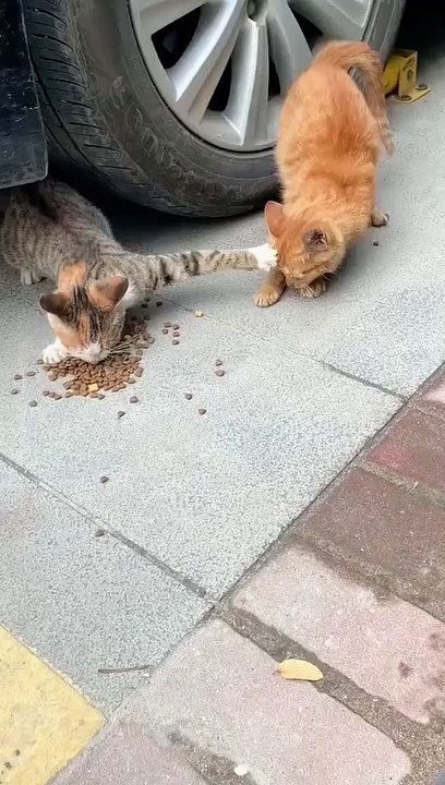 VIDEO_1677411416396