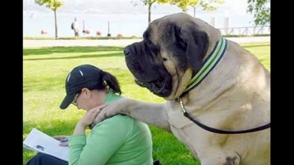 Biggest Dogs in The World   Largest Dogs   Giant Dogs 2015