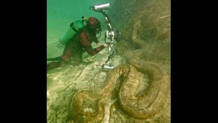Giant Snake Was Found in Amazon Forest