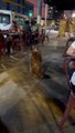 Dog Begs for Food in a Bar