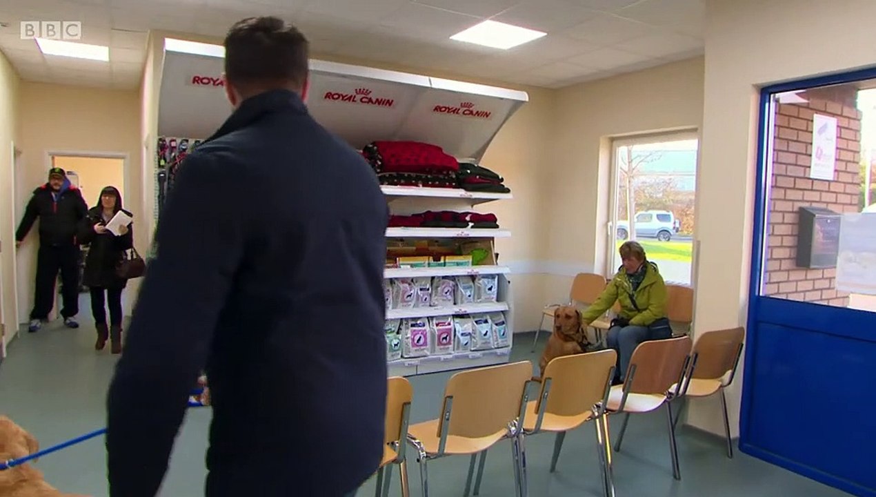 The Pets Factor S03E05 Charlie Frankie and Saras Cats