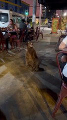 Dog Begs for Food in a Bar