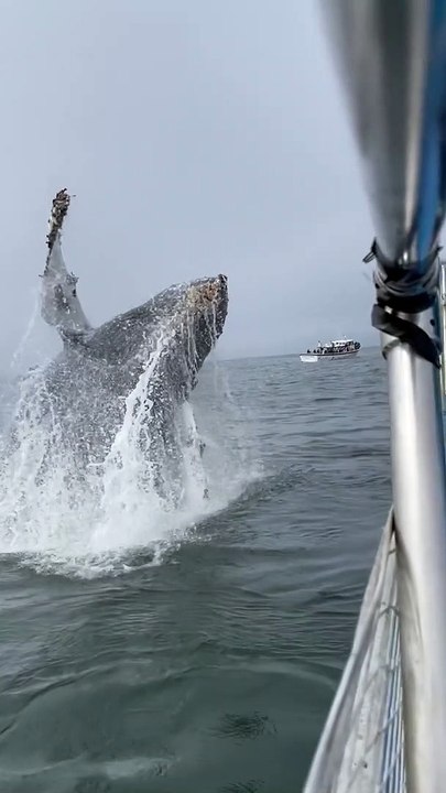 Young Humpback Whale Breaches Right Next to the Boat