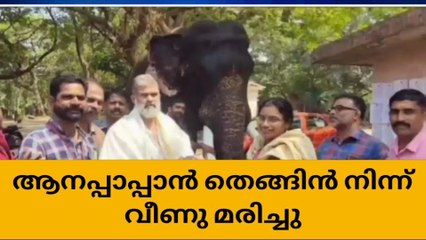 വിരമിച്ചതിന്റെ പിറ്റേന്ന് തെങ്ങിൽ നിന്ന് വീണ് ആനപ്പാപ്പാൻ മരിച്ചു