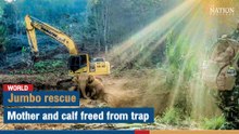 Jumbo rescue: Mother and calf freed from trap | The Nation