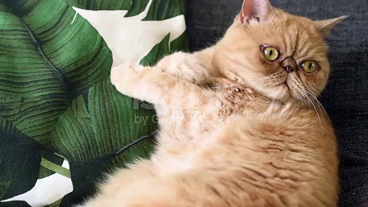 Free cats video to use in the YouTube videos|| no copyrights